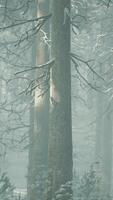 Trees in misty winter forest frosty and foggy video