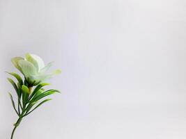 a beautiful white rose in bloom photo