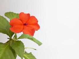 A tropical ornamental plant called impatiens hawkeri is flowering photo