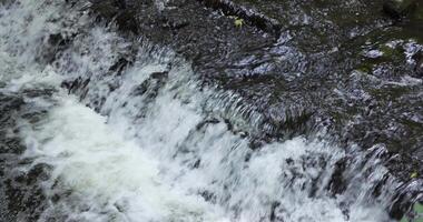 A river of Todoroki valley in Tokyo in summer telephoto shot video