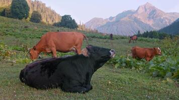 A big black cow enjoys the mountain air video