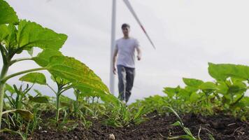 Guy walks between the beds against the background of wind turbines video