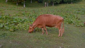 een bruin koe eet gras in een weiland in de bergen video