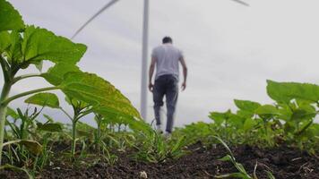 Guy walks through the garden among the plants to the wind turbine video