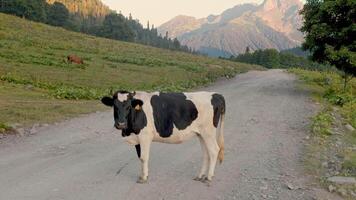 A black and white cow stands in the middle of a road in the mountains video