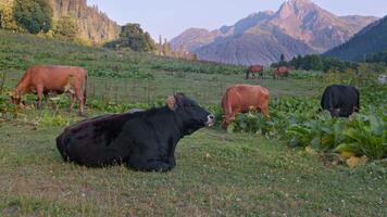 un negro vaca mentiras en un campo en el montañas entre el manada video