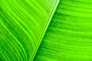 Texture on surface on banana Leaf as background photo