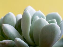 Succulent plant stonecrop, fresh leaves detail of Sedum clavatum photo