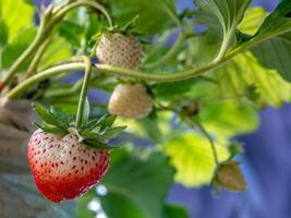 no se han recolectado fresas frescas de una planta de fresas foto