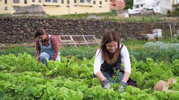 zwei Frauen sind Arbeiten im ein organisch Garten video