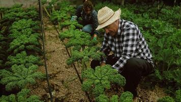 en man och kvinna i en trädgård med broccoli växter video