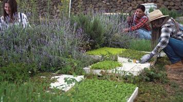 une groupe de gens travail dans une jardin video