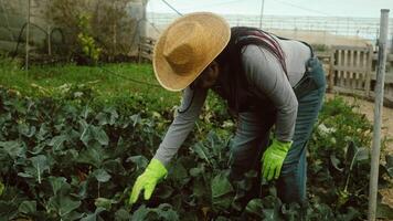 a woman in a hat and gloves picking cabbage video