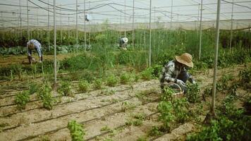 un' uomo Lavorando nel un' serra con impianti video