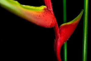 Hanging lobster claws in black background photo