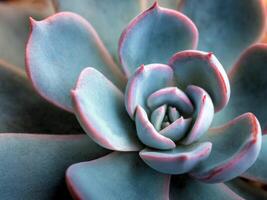 Succulent plant close up fresh leaves detail of Echeveria peacock photo