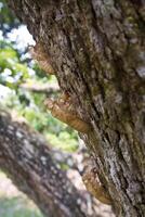 Molt of Cicada on tree bark photo