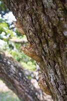 muda de cigarra en corteza de árbol foto