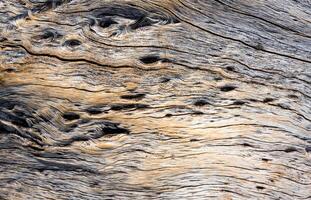 Abstract Surface texture and trenches on the bark of tree trunk photo