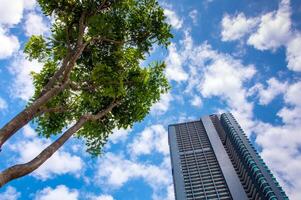 Skyscraper and trees under the cloud and sky photo