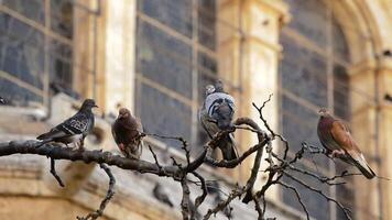 palomas o palomas aves en un árbol en un antiguo castillo o catedral video