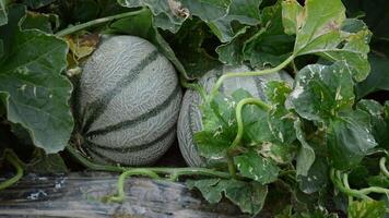 melon frukt mellan löv i en plantage video