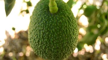 Avocado Obst hängend beim Ast von Baum im ein Plantage video