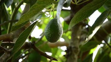 aguacate Fruta colgando a rama de árbol en un plantación video