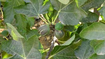 Fig ripe common fruit in a branch of tree video