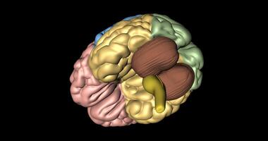 cervello, cervelletto e midollo oblongata nel rotazione visto a partire dal sotto video