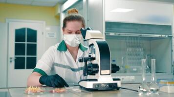 Work in an agricultural laboratory. A researcher examines germinated seeds under a microscope video