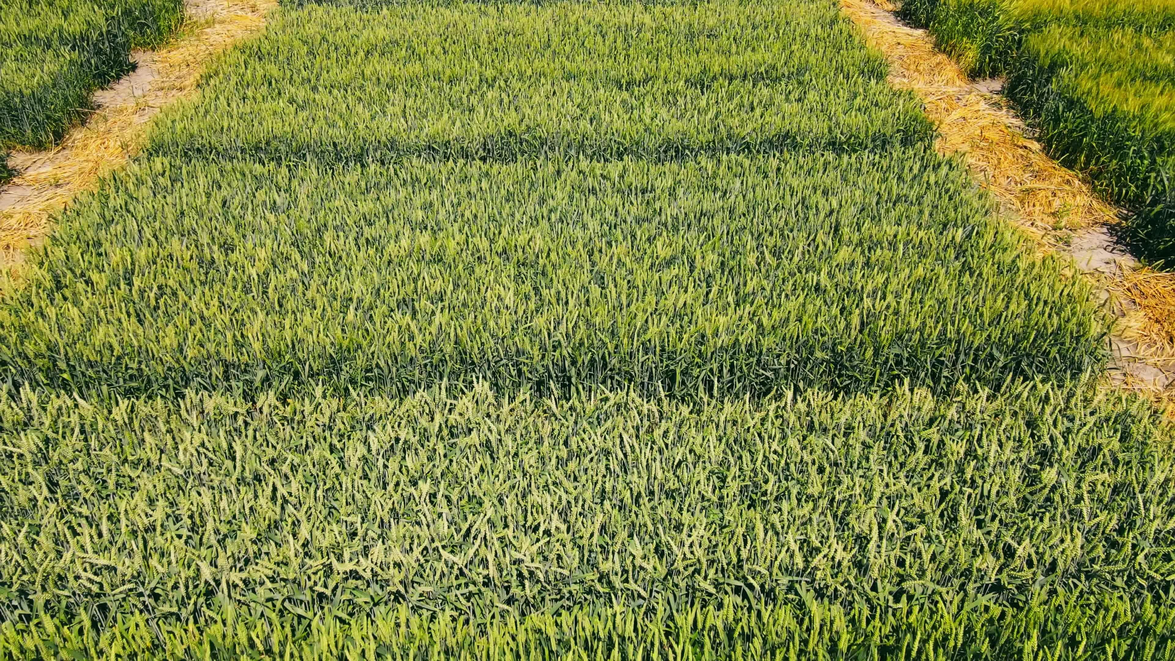 A field where different types of grain crops are grown. Experimental ...