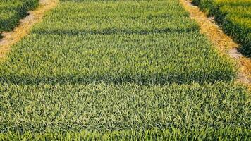 un campo dónde diferente tipos de grano cultivos son crecido. experimental parcelas de cultivado trigo. agricultura video