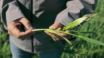 A Farmer Examines Sprouts Of Young Wheat That Are At The 31St Stage Of Ripening. video