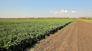 une champ avec différent variétés de soja. une ferme terrain avec soja dans le de bonne heure croissance phase. video