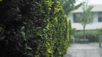 Eerie video of a house hidden behind dense foliage in the rain