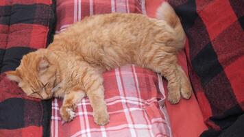 a cat is resting on a red and black tartan blanket video