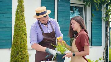 tuinders nemen zorg van bloemen. een Mens en een vrouw onderzoeken een geel bloem. video