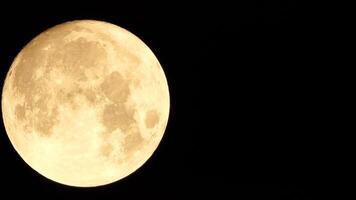 un' raggiante d'oro enorme pieno Luna visto a partire dal terra attraverso il atmosfera contro un' stellato notte cielo. un' grande pieno Luna si sposta attraverso il cielo, il Luna in movimento a partire dal il sinistra telaio per il Giusto. video