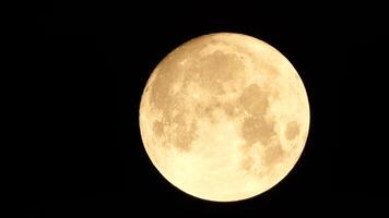 une embrasé d'or énorme plein lune vu de Terre par le atmosphère contre une étoilé nuit ciel. une grand plein lune se déplace à travers le ciel, le lune en mouvement de le la gauche Cadre à le droite. video