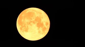 un brillante dorado enorme lleno Luna visto desde tierra mediante el atmósfera en contra un estrellado noche cielo. un grande lleno Luna se mueve a través de el cielo, el Luna Moviente desde el izquierda marco a el bien. video