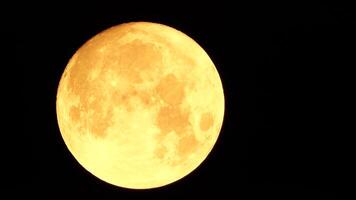 un' raggiante d'oro enorme pieno Luna visto a partire dal terra attraverso il atmosfera contro un' stellato notte cielo. un' grande pieno Luna si sposta attraverso il cielo, il Luna in movimento a partire dal il sinistra telaio per il Giusto. video