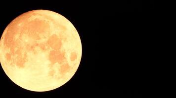 ein glühend golden enorm voll Mond gesehen von Erde durch das Atmosphäre gegen ein sternenklar Nacht Himmel. ein groß voll Mond bewegt sich über das Himmel, das Mond ziehen um von das links Rahmen zu das Rechts. video