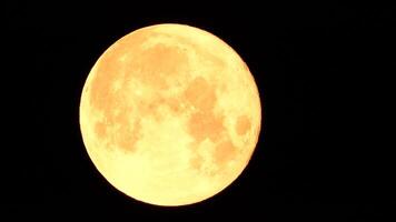 un brillante dorado enorme lleno Luna visto desde tierra mediante el atmósfera en contra un estrellado noche cielo. un grande lleno Luna se mueve a través de el cielo, el Luna Moviente desde el izquierda marco a el bien. video