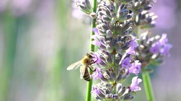 bourdon sur lavande fleurs. les abeilles méticuleusement collecte pollen de épanouissement lavande fleurs sur une lavande champ. tiges balancement dans le été brise, proche en haut lent mouvement video