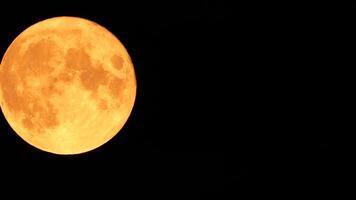 un brillante dorado enorme lleno Luna visto desde tierra mediante el atmósfera en contra un estrellado noche cielo. un grande lleno Luna se mueve a través de el cielo, el Luna Moviente desde el izquierda marco a el bien. video