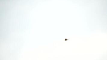 Predator falcon bird hovering in air, hunting for food on ground. Soaring falcon or hawk froze in the air above the ground, ready to rush down for prey. Slow motion video