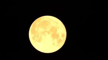 un' raggiante d'oro enorme pieno Luna visto a partire dal terra attraverso il atmosfera contro un' stellato notte cielo. un' grande pieno Luna si sposta attraverso il cielo, il Luna in movimento a partire dal il sinistra telaio per il Giusto. video