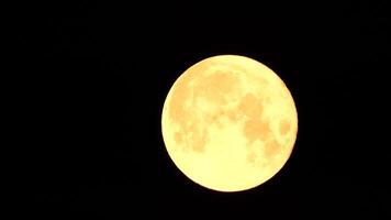 een gloeiend gouden reusachtig vol maan gezien van aarde door de atmosfeer tegen een sterrenhemel nacht lucht. een groot vol maan beweegt aan de overkant de lucht, de maan in beweging van de links kader naar de Rechtsaf. video