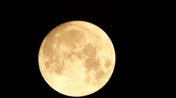 un brillante dorado enorme lleno Luna visto desde tierra mediante el atmósfera en contra un estrellado noche cielo. un grande lleno Luna se mueve a través de el cielo, el Luna Moviente desde el izquierda marco a el bien. video